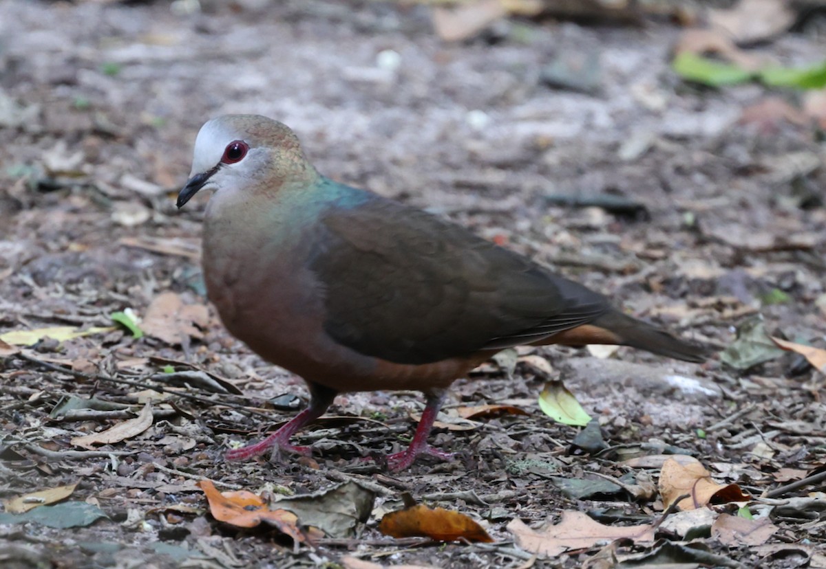 Lemon Dove (Lemon) - ML644478917