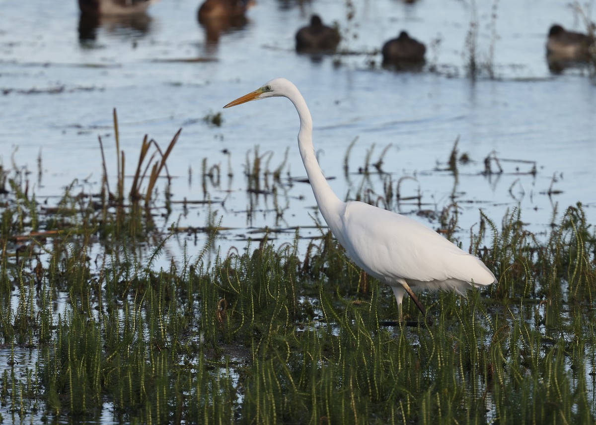 Great Egret - ML644478920