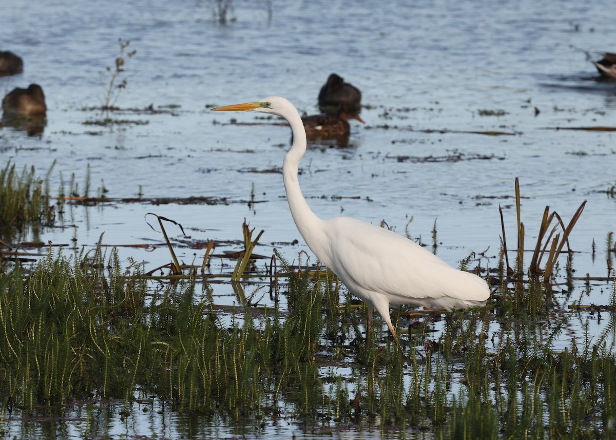Great Egret - ML644478921