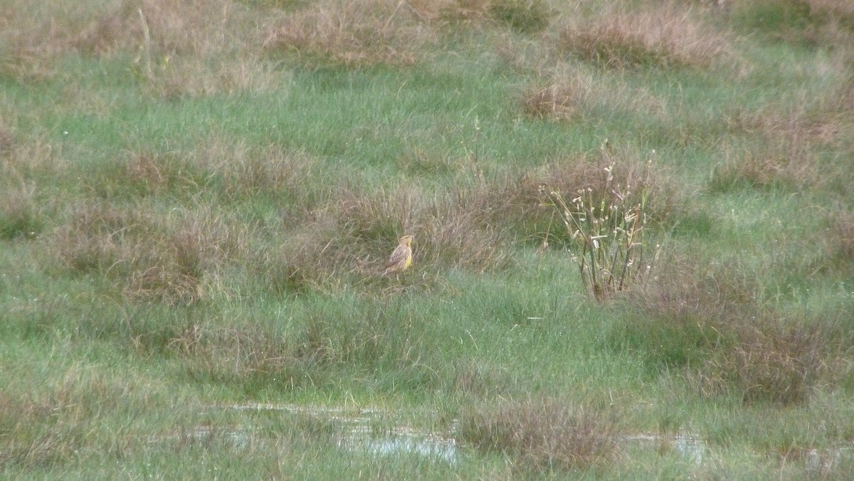 Eastern Meadowlark - ML644478922