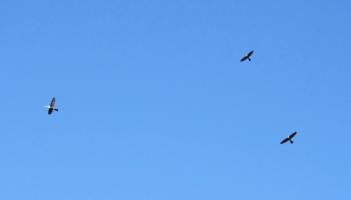 Anhinga Americana - ML644478925