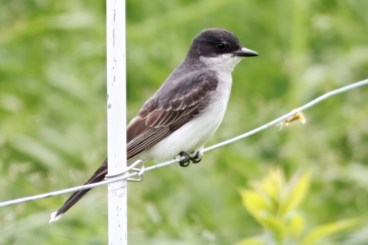 Eastern Kingbird - ML644478926