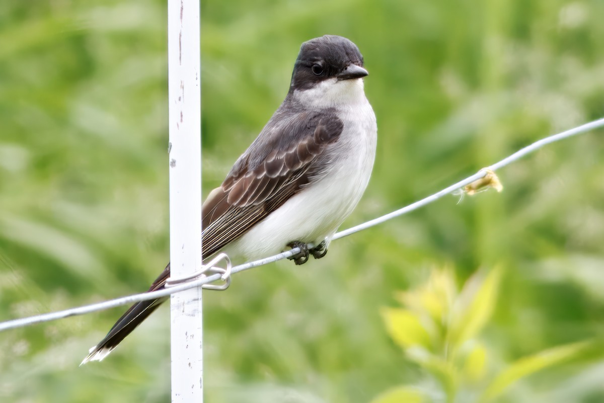 Eastern Kingbird - ML644478927