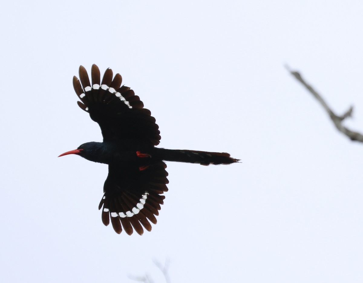 Слотняк пурпуровий - ML644478932