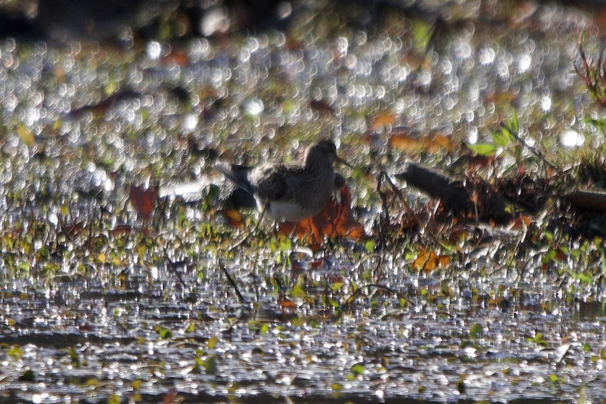 Pectoral Sandpiper - ML644478965