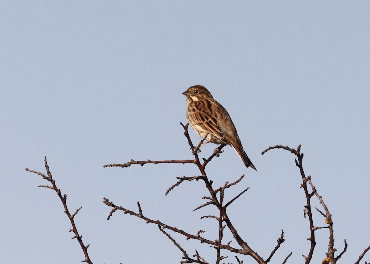 Reed Bunting - ML644478974