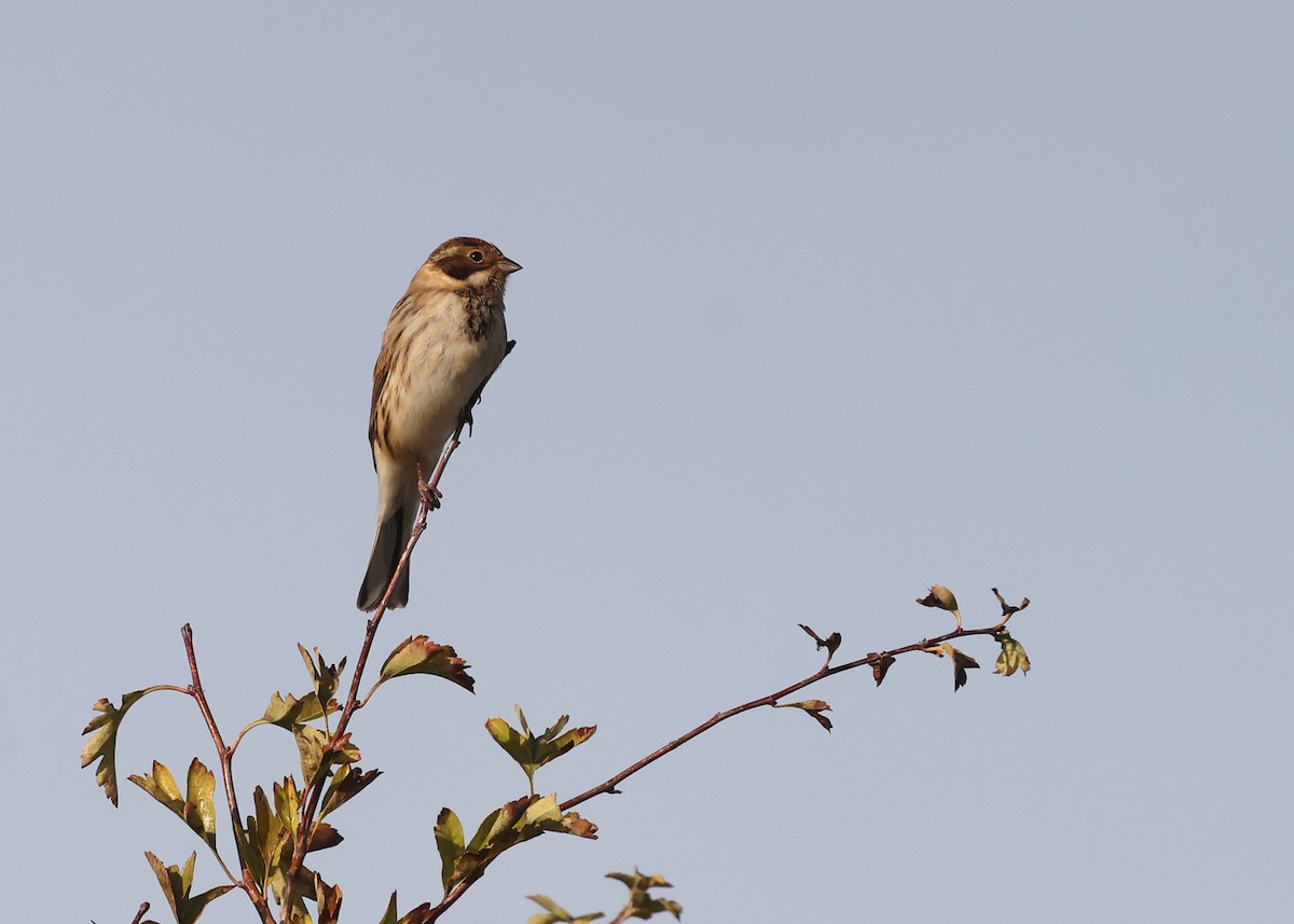 Reed Bunting - ML644478975