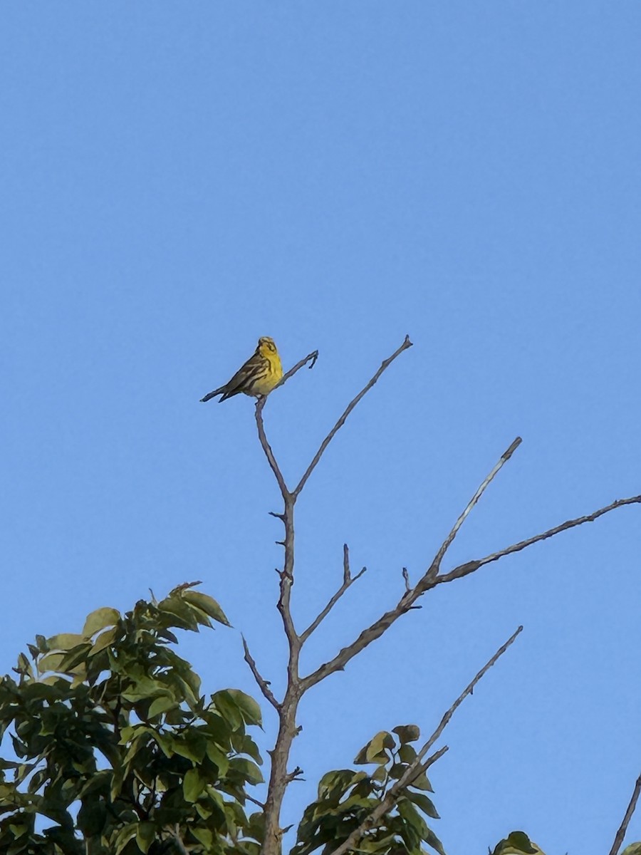 בזבוז אירופי - ML644478979