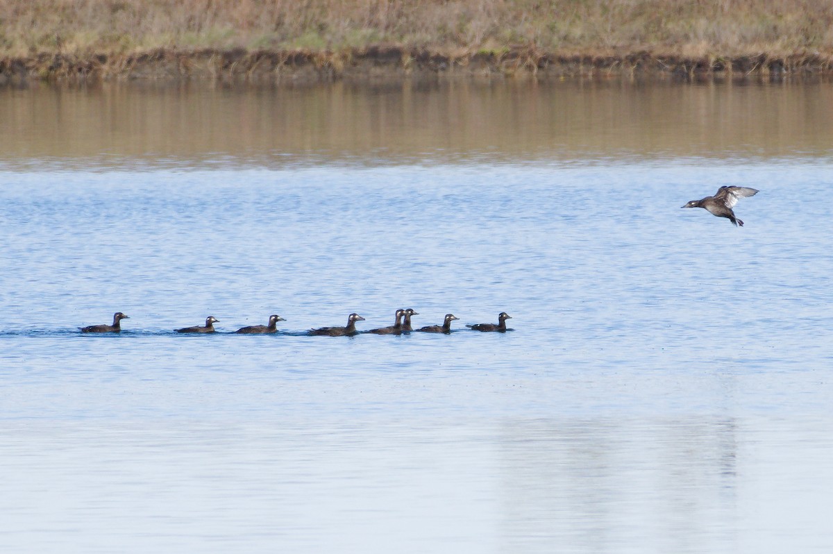 White-winged Scoter - ML644478981