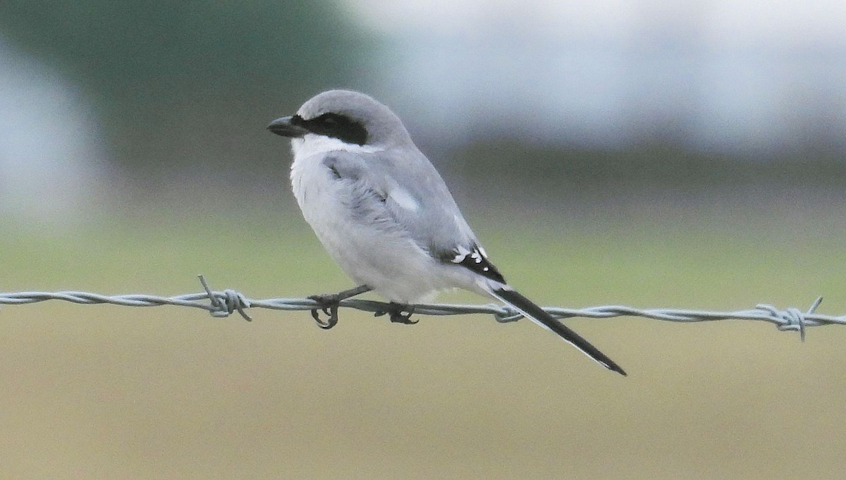 Alcaudón Americano - ML644478986