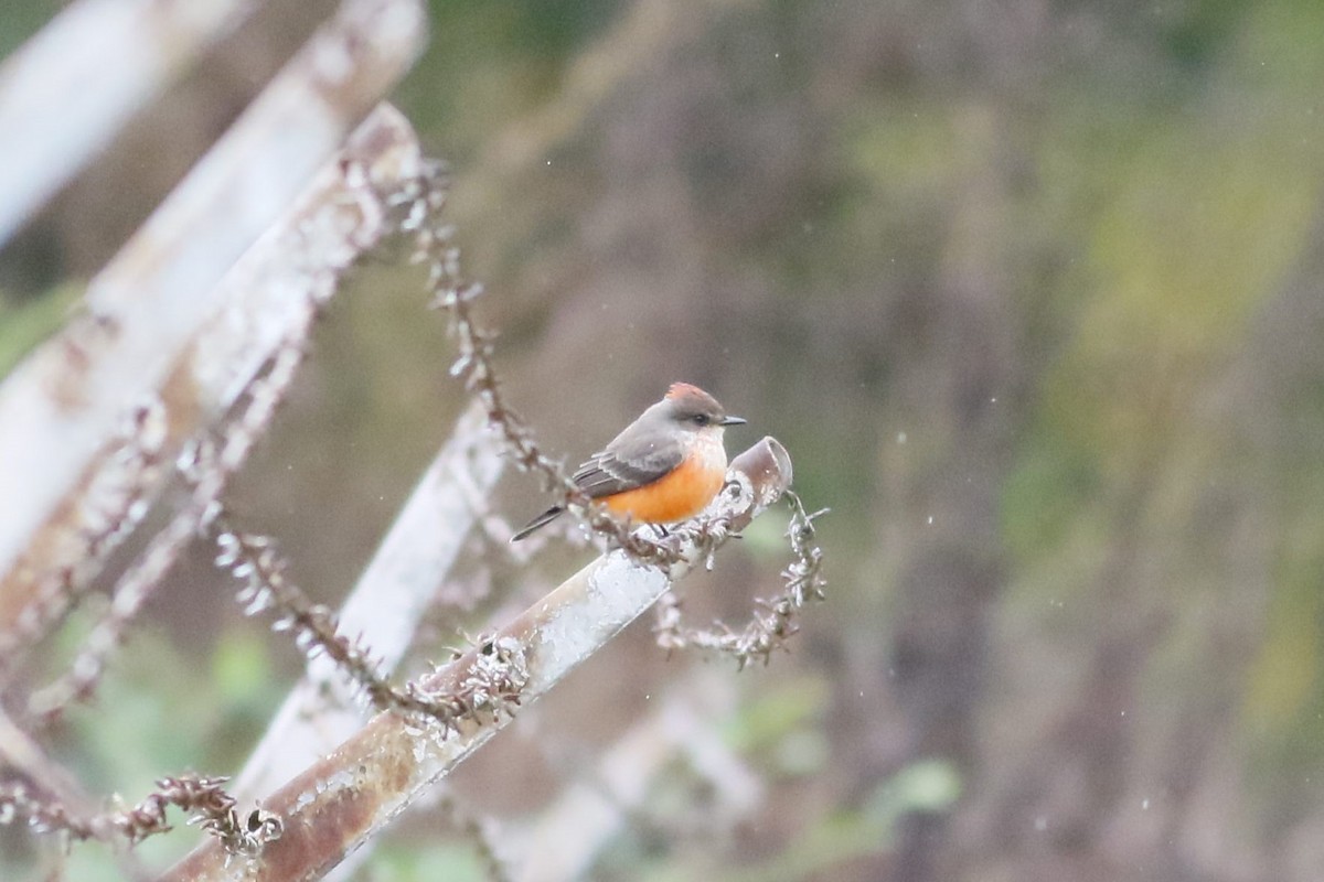 Vermilion Flycatcher - ML644478989