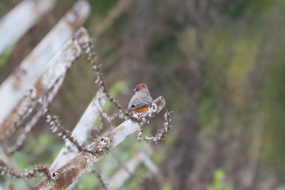 Vermilion Flycatcher - ML644478990