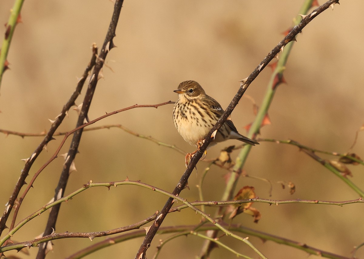 linduška luční - ML644478996