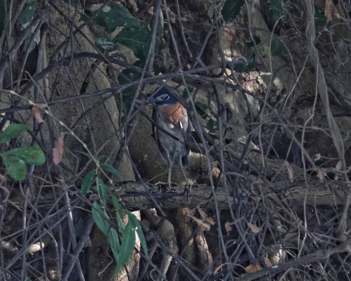 White-backed Night Heron - ML644479003