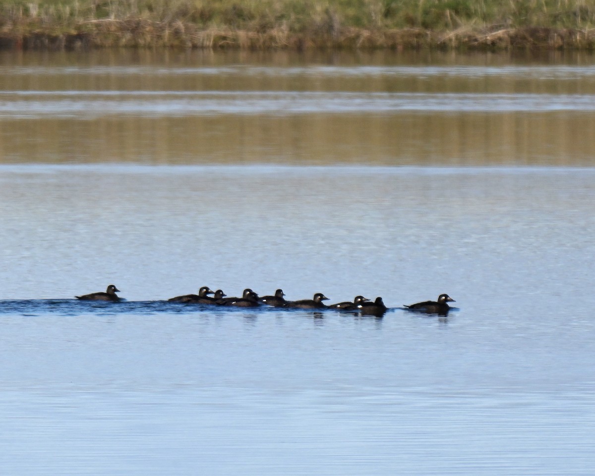 turpan kanadský - ML644479005