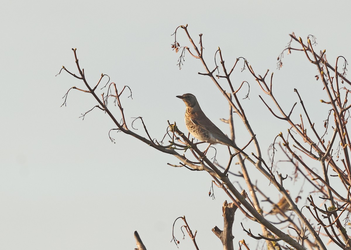 Fieldfare - ML644479006