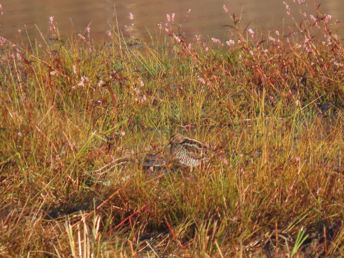 Wilson's Snipe - ML644479007