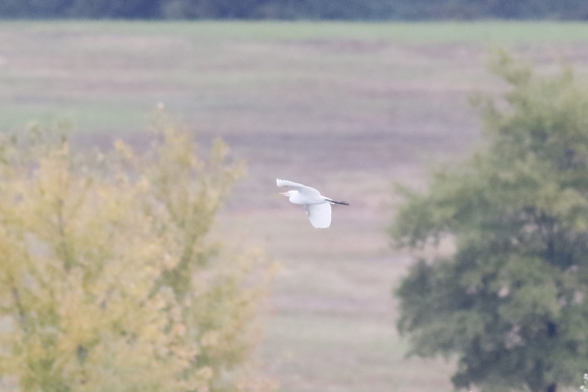 Western Cattle-Egret - ML644479008