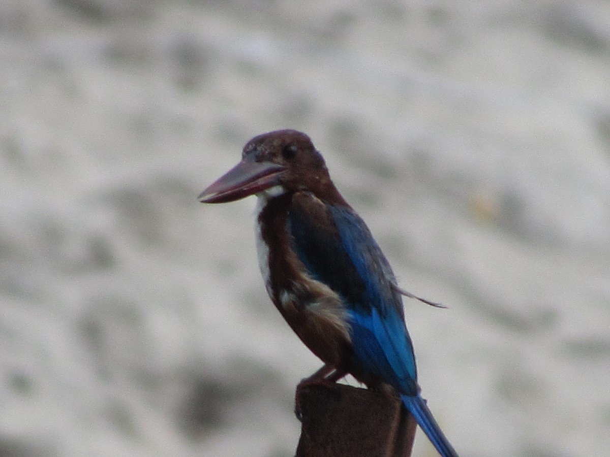 White-throated Kingfisher - ML644479012