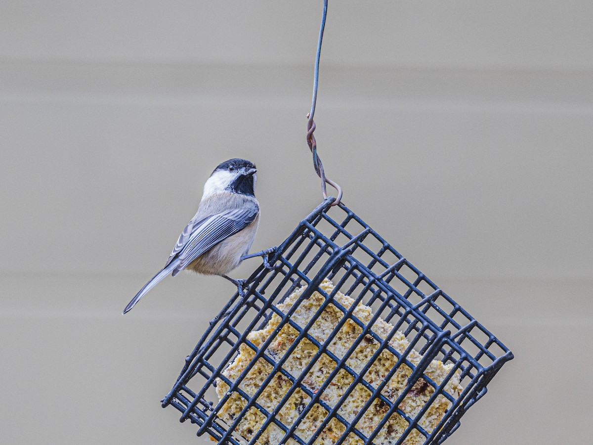 Amerika Baştankarası - ML644479014