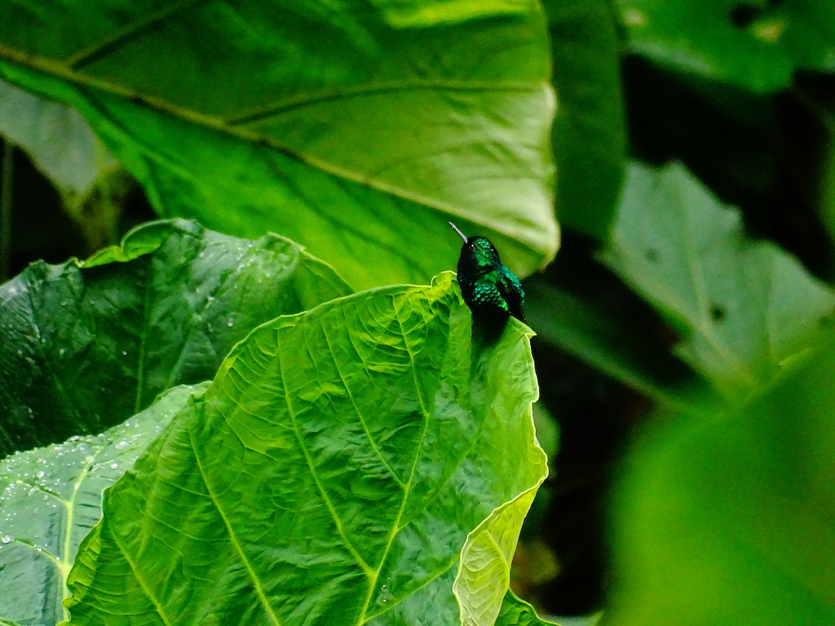 Western Emerald - ML644479017