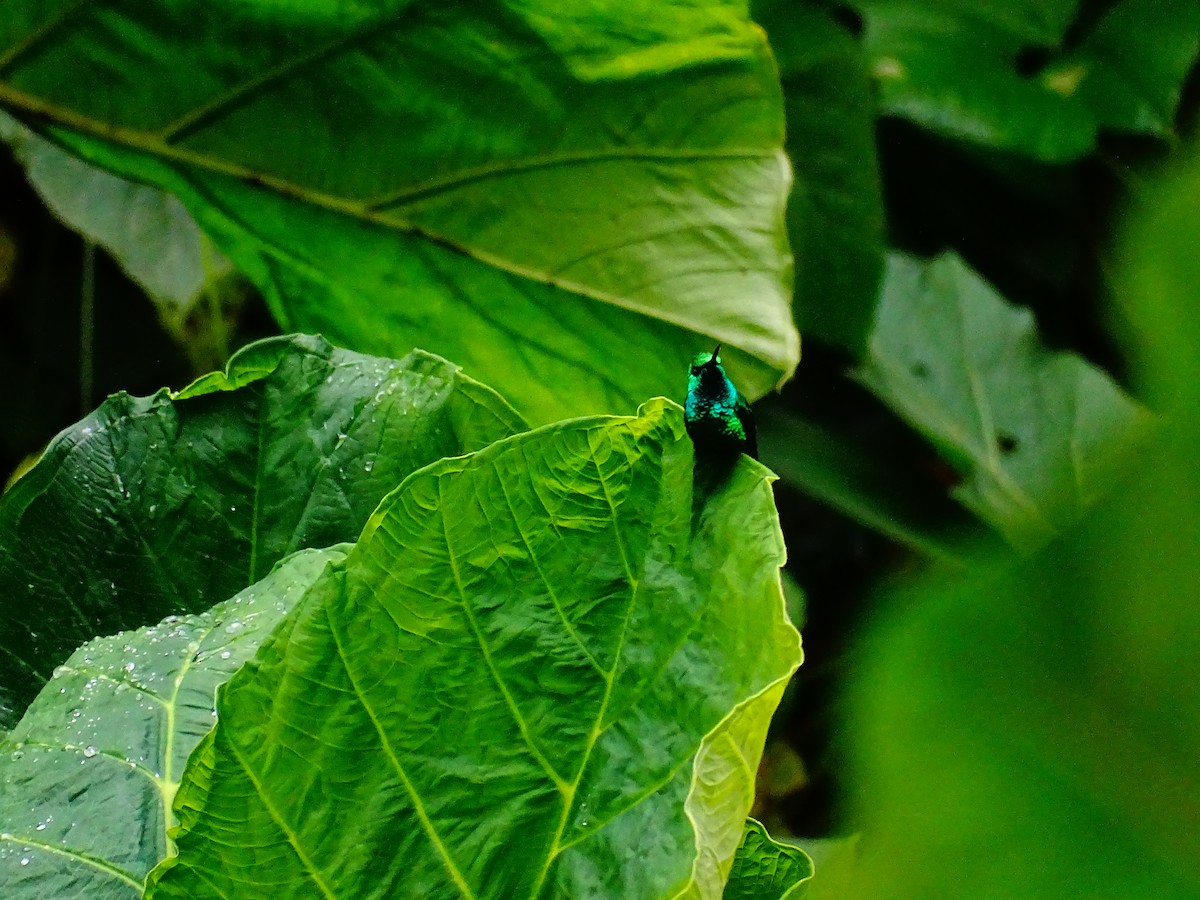 Western Emerald - ML644479018