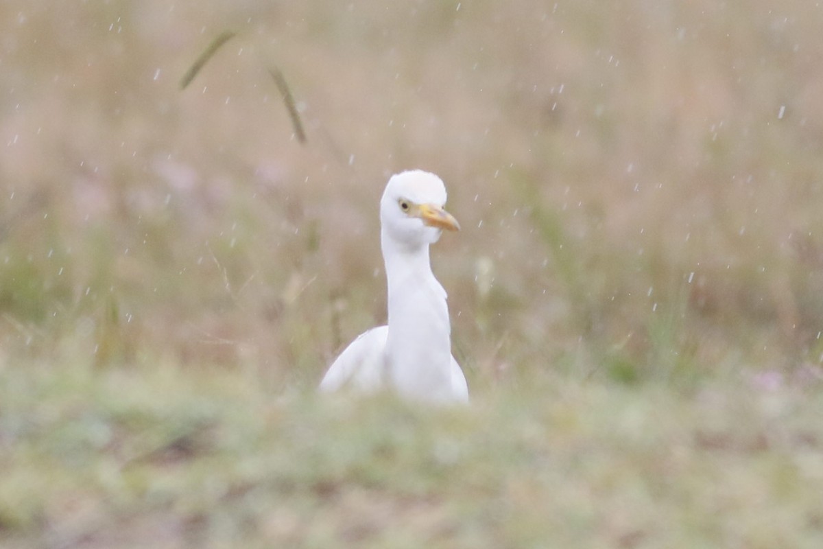 Western Cattle-Egret - ML644479022