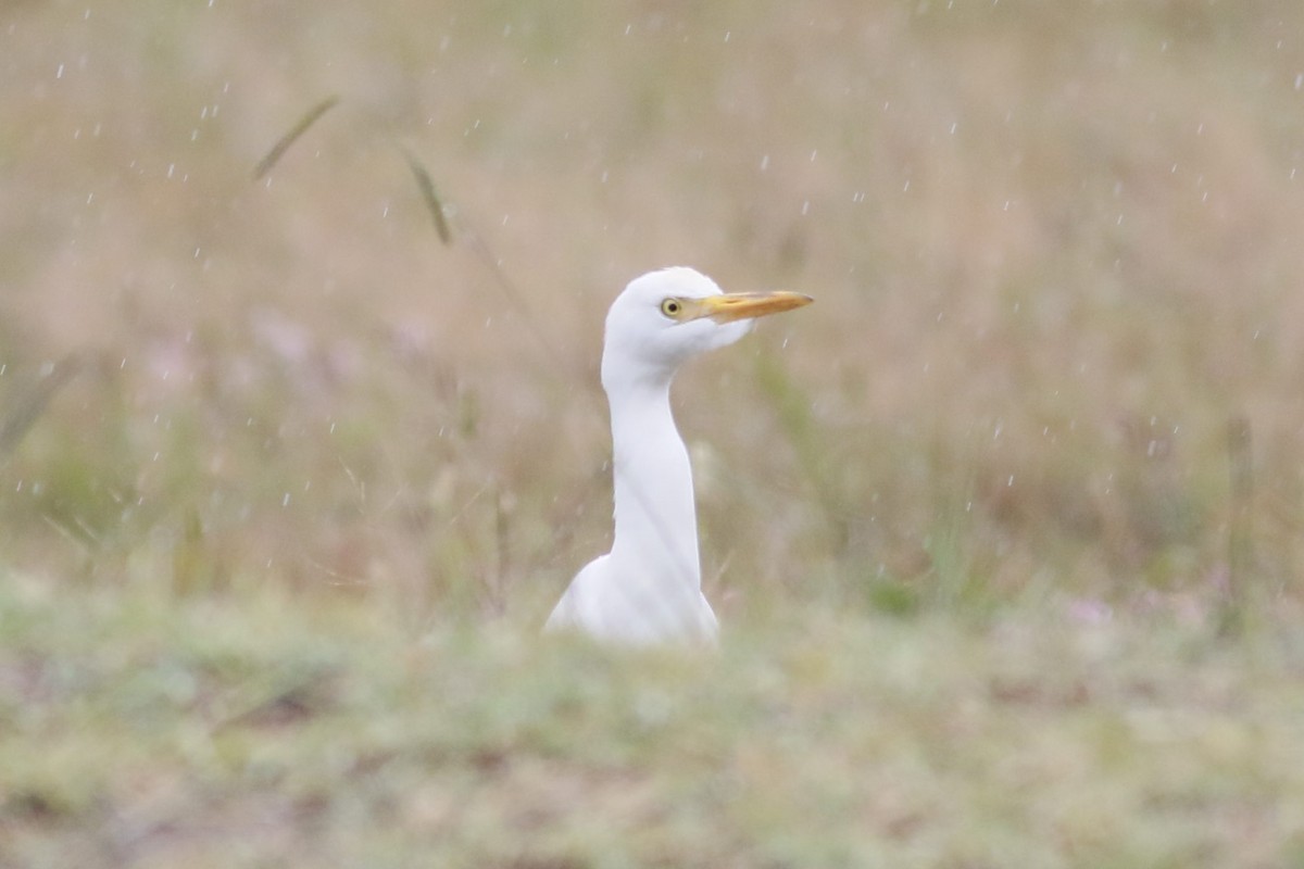 Western Cattle-Egret - ML644479023