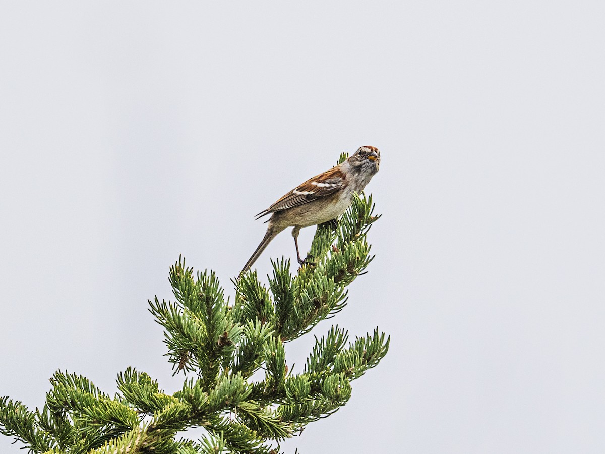 Hudson Körfezi Serçesi - ML644479024