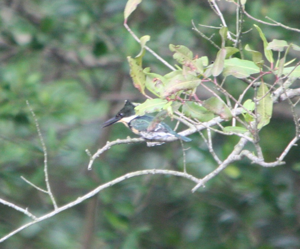 Green Kingfisher - ML644479033