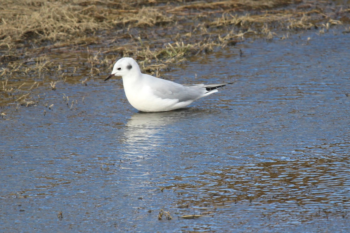 racek Bonapartův - ML644479034