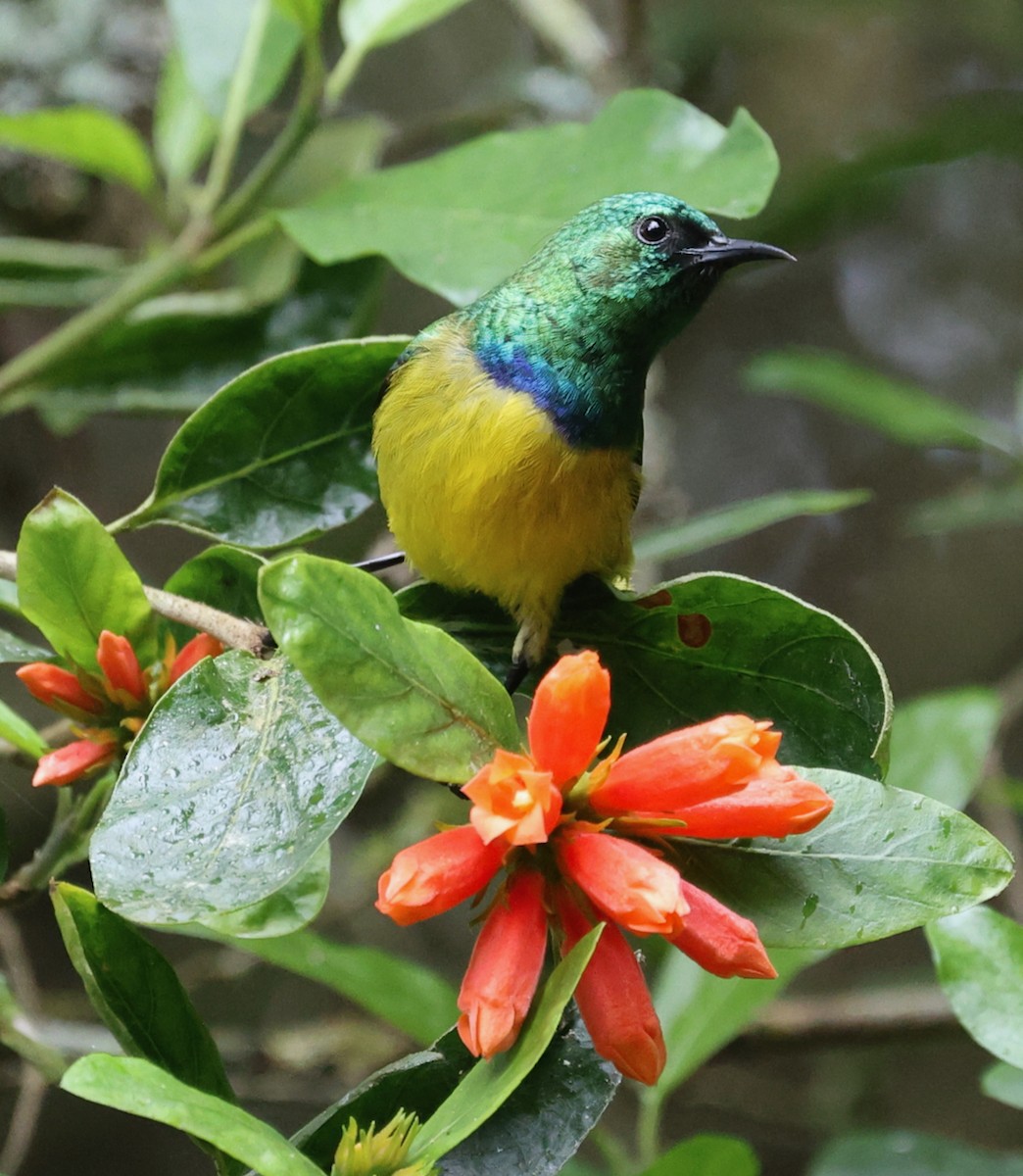 Collared Sunbird - ML644479035