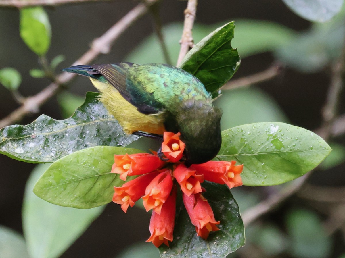 Collared Sunbird - ML644479036