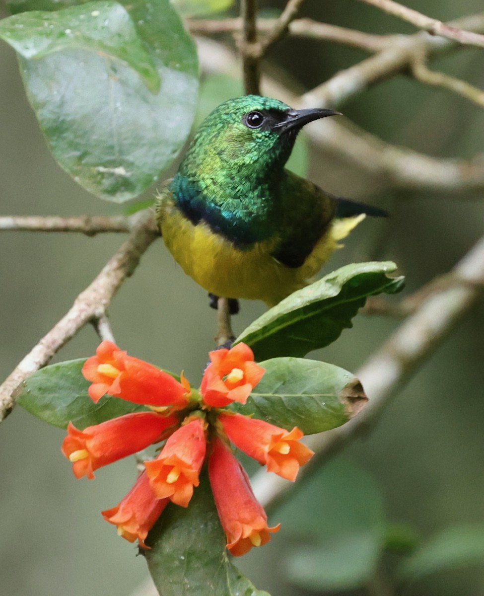 Collared Sunbird - ML644479037