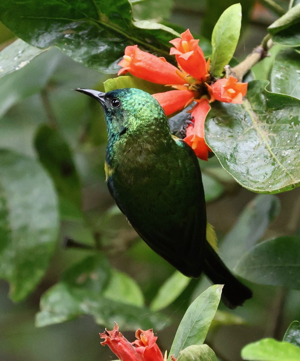 Collared Sunbird - ML644479038