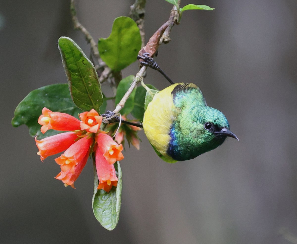 Collared Sunbird - ML644479039