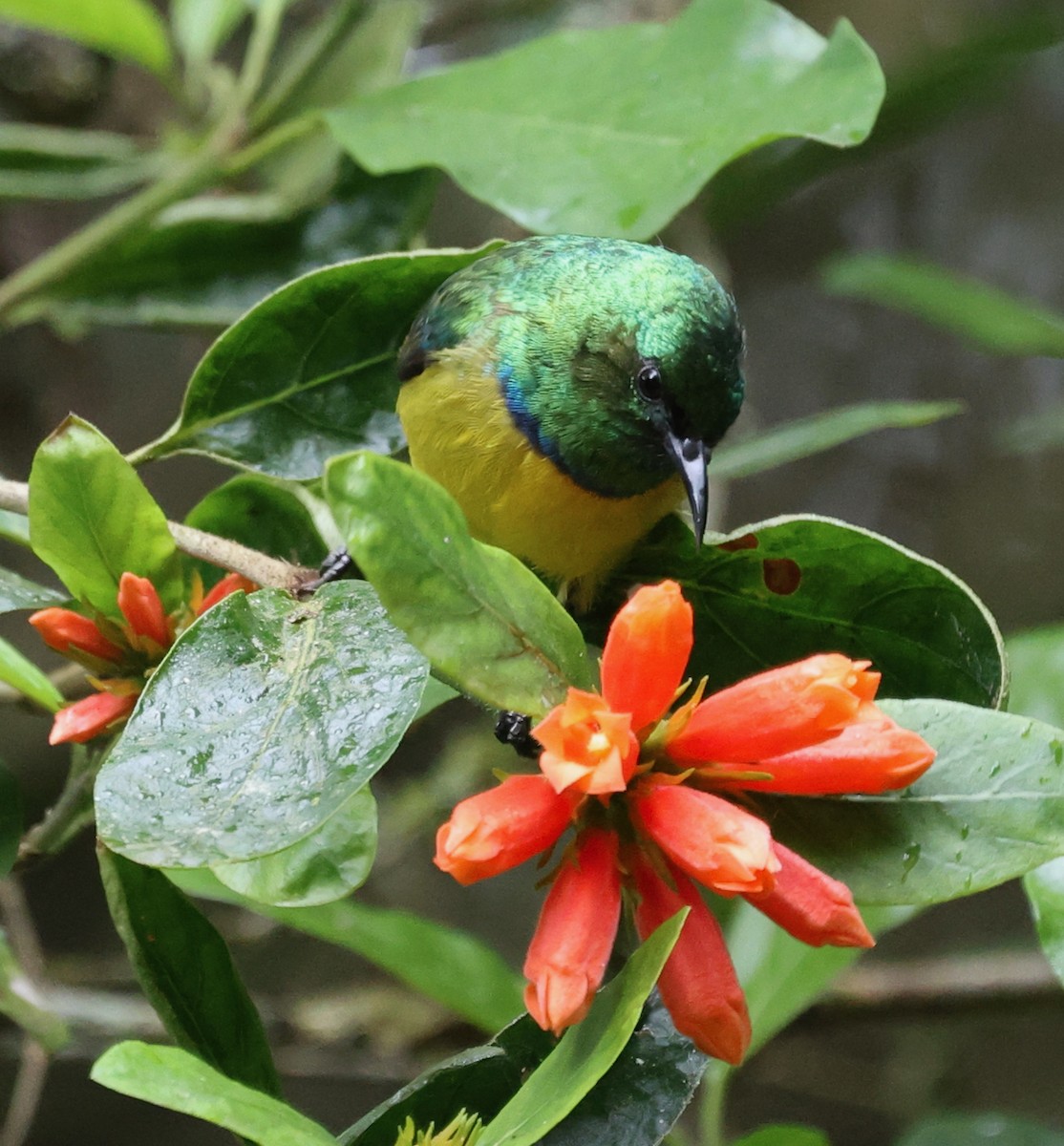 Collared Sunbird - ML644479040