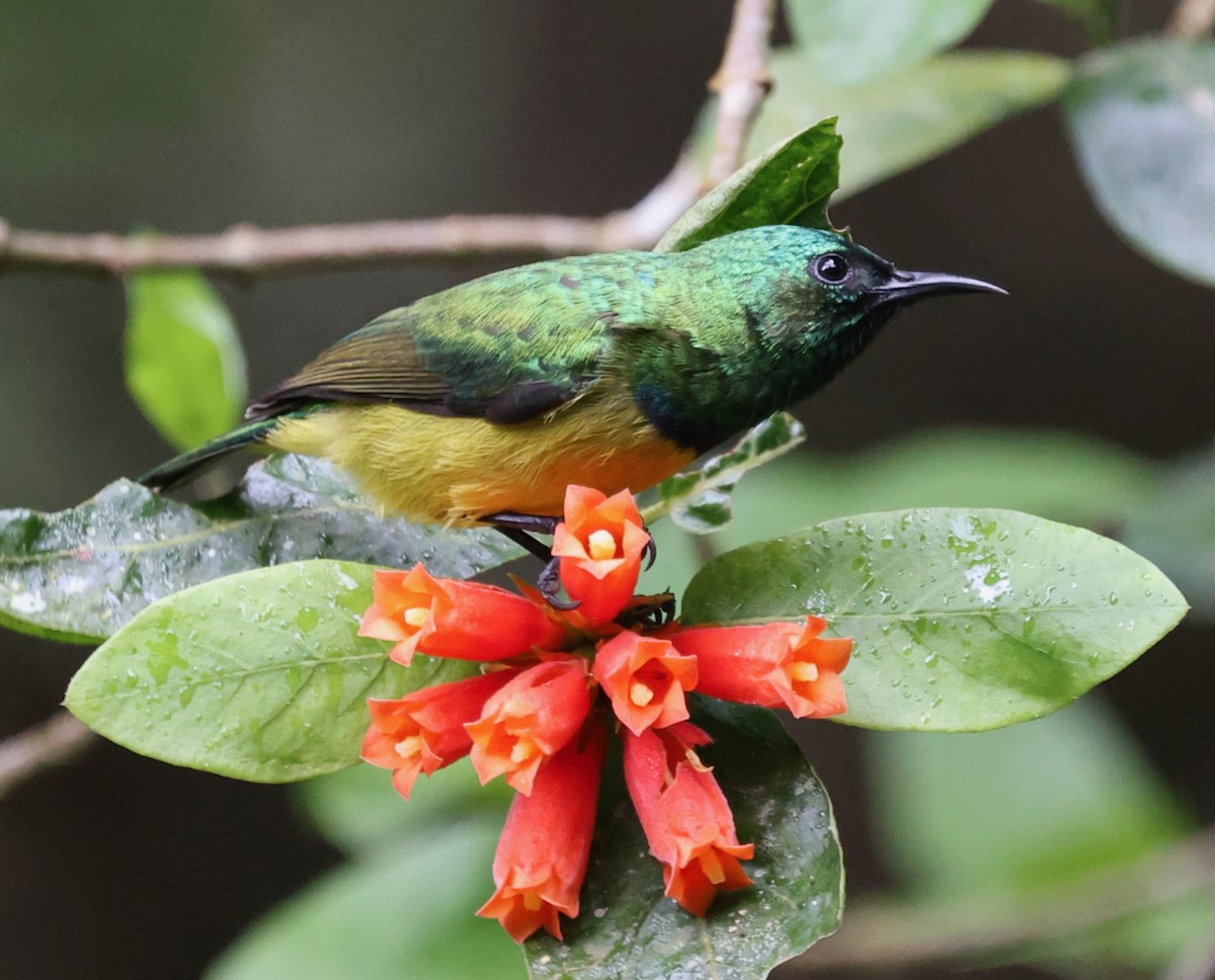 Collared Sunbird - ML644479041