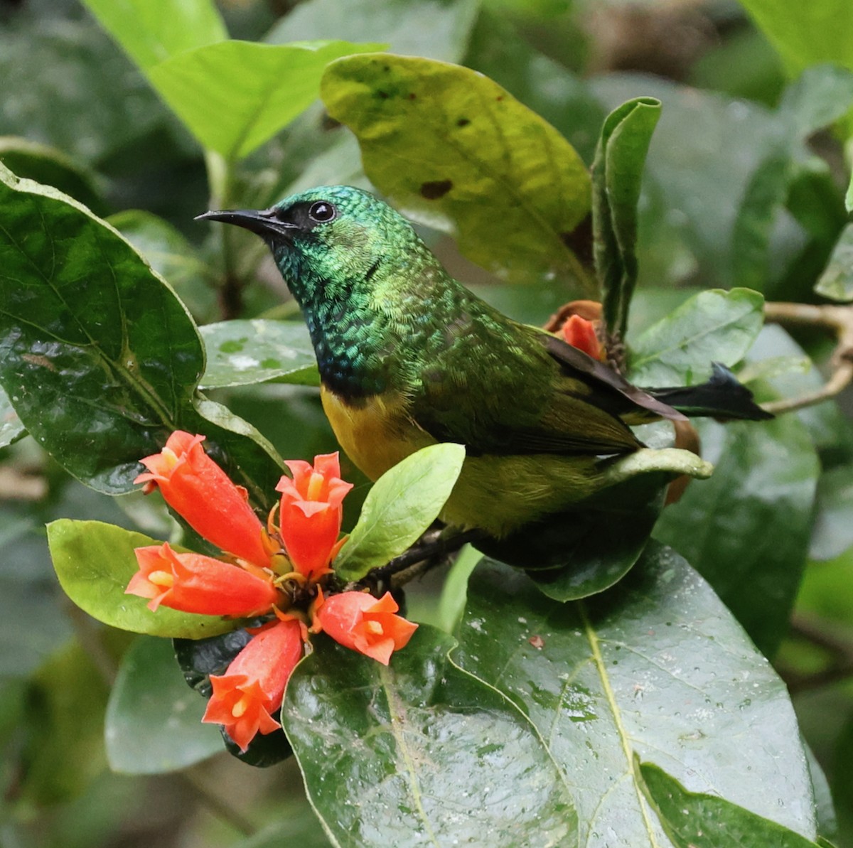 Collared Sunbird - ML644479042