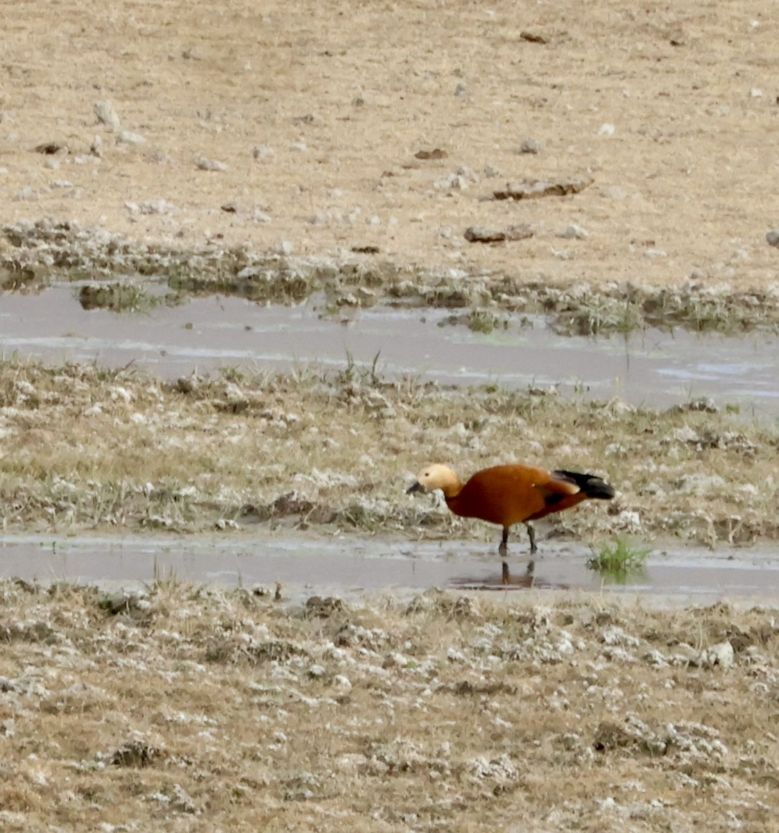 Ruddy Shelduck - ML644479046
