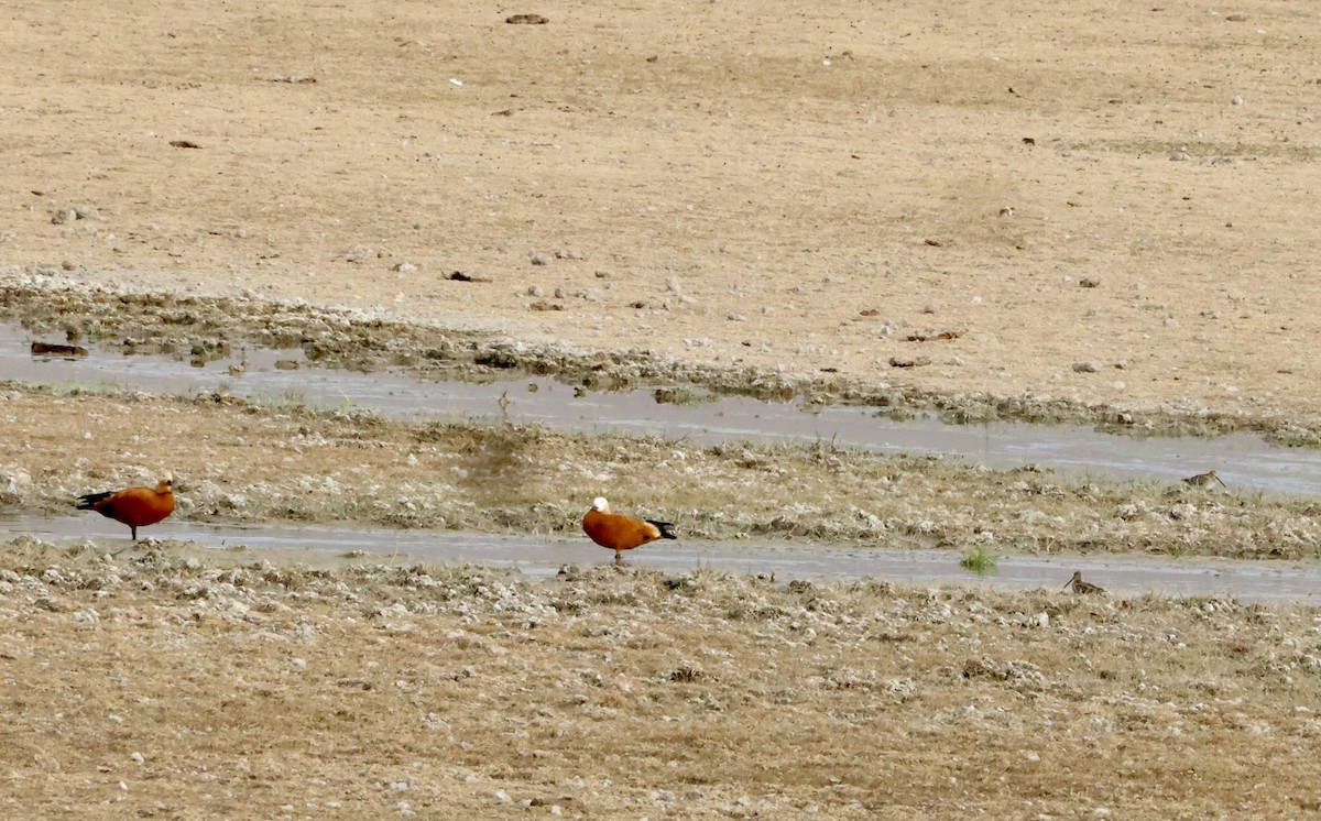 Ruddy Shelduck - ML644479047