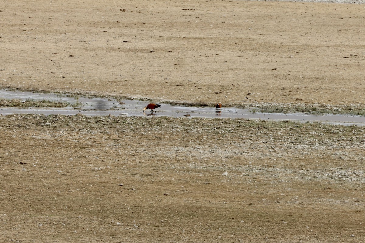 Ruddy Shelduck - ML644479049