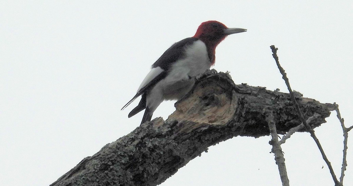 Carpintero Cabecirrojo - ML644479051