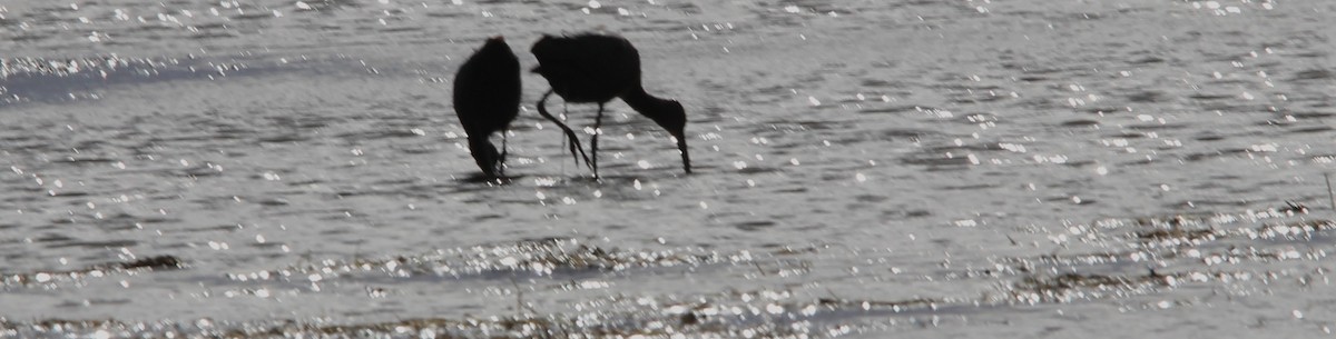 ibis americký - ML644479053