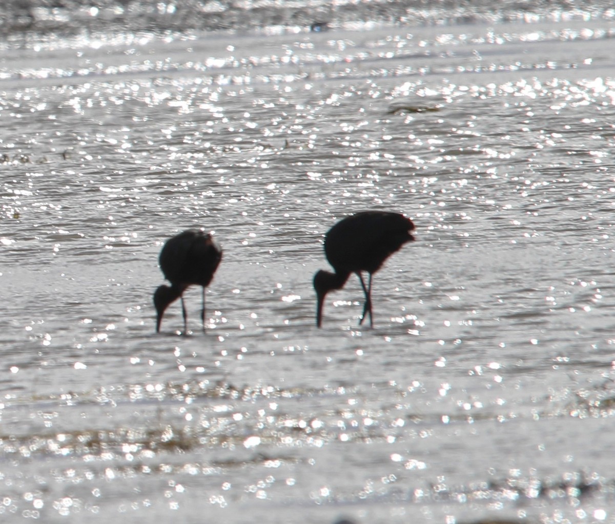 ibis americký - ML644479054