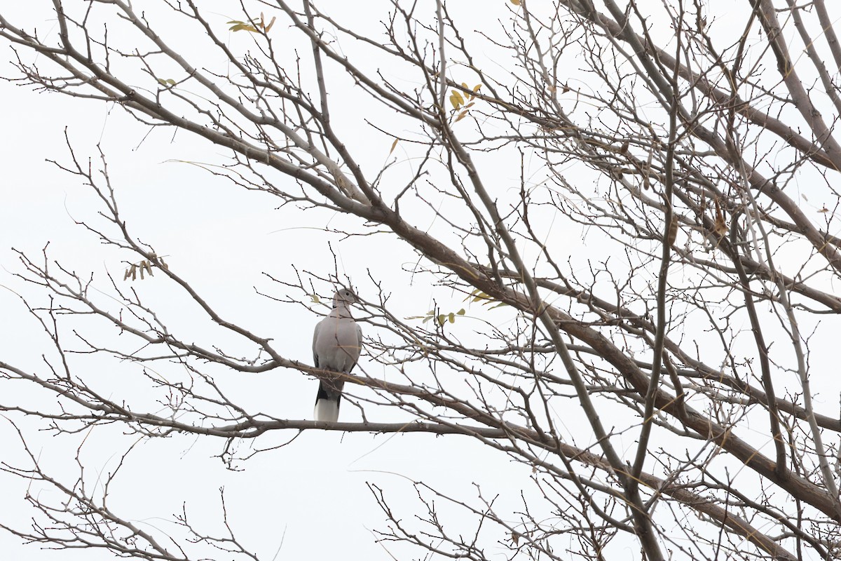 tyrkerdue - ML644479056