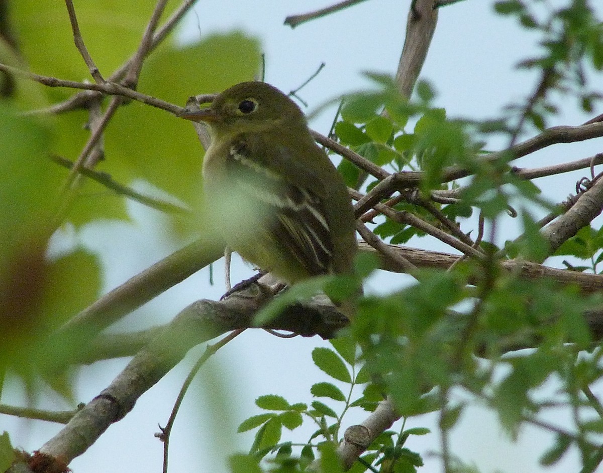Least Flycatcher - ML644479057