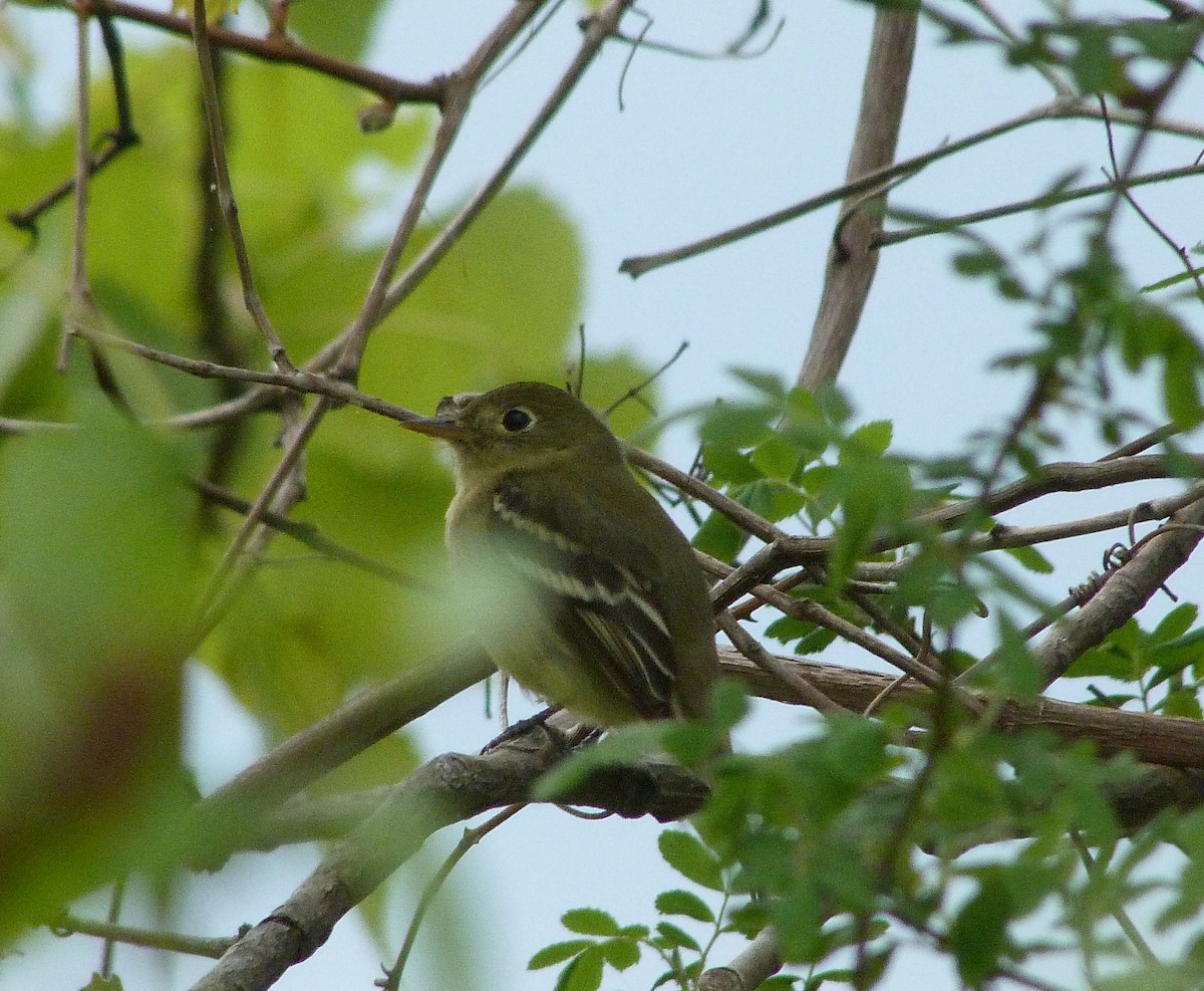 Least Flycatcher - ML644479058