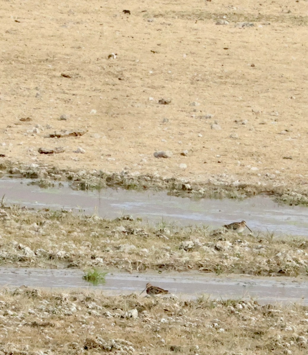 Common Snipe - ML644479064