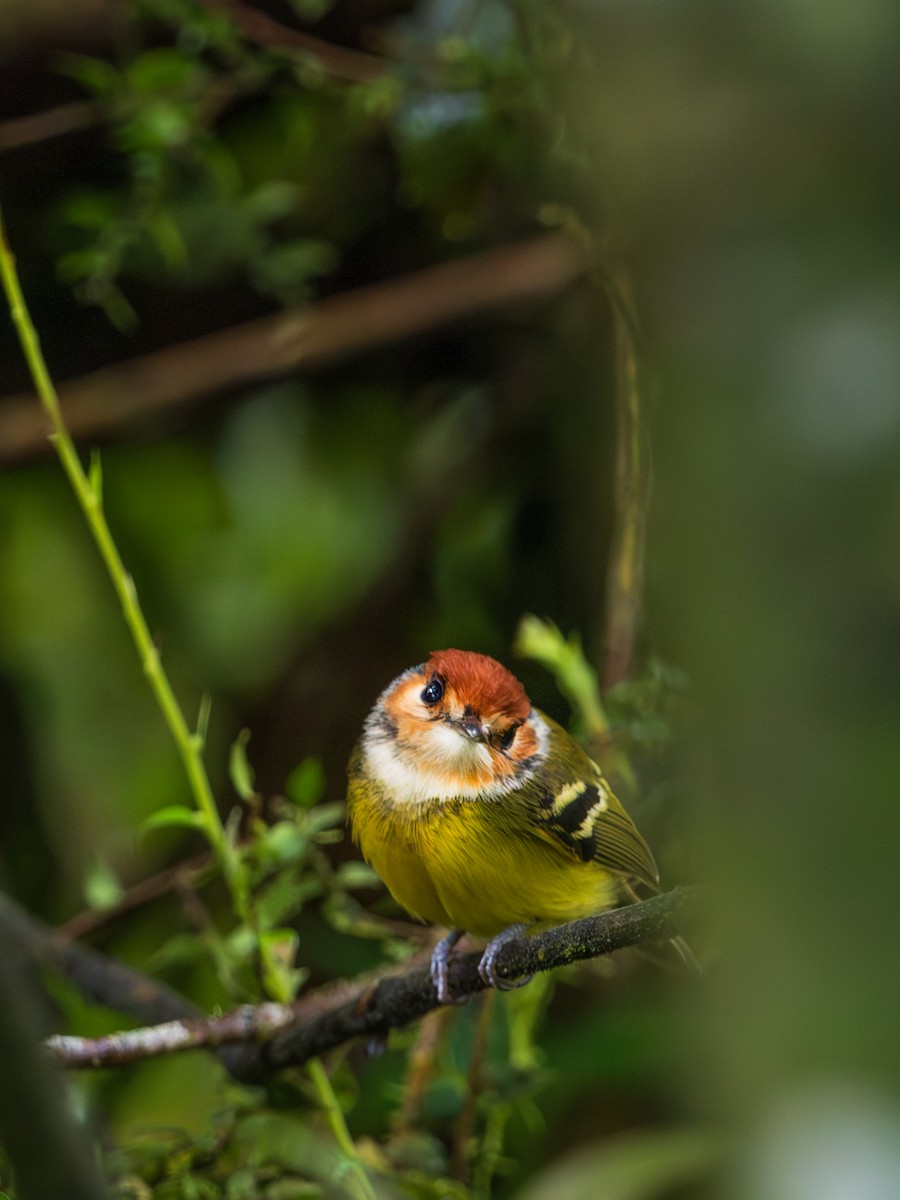 Rufous-crowned Tody-Flycatcher - ML644479068